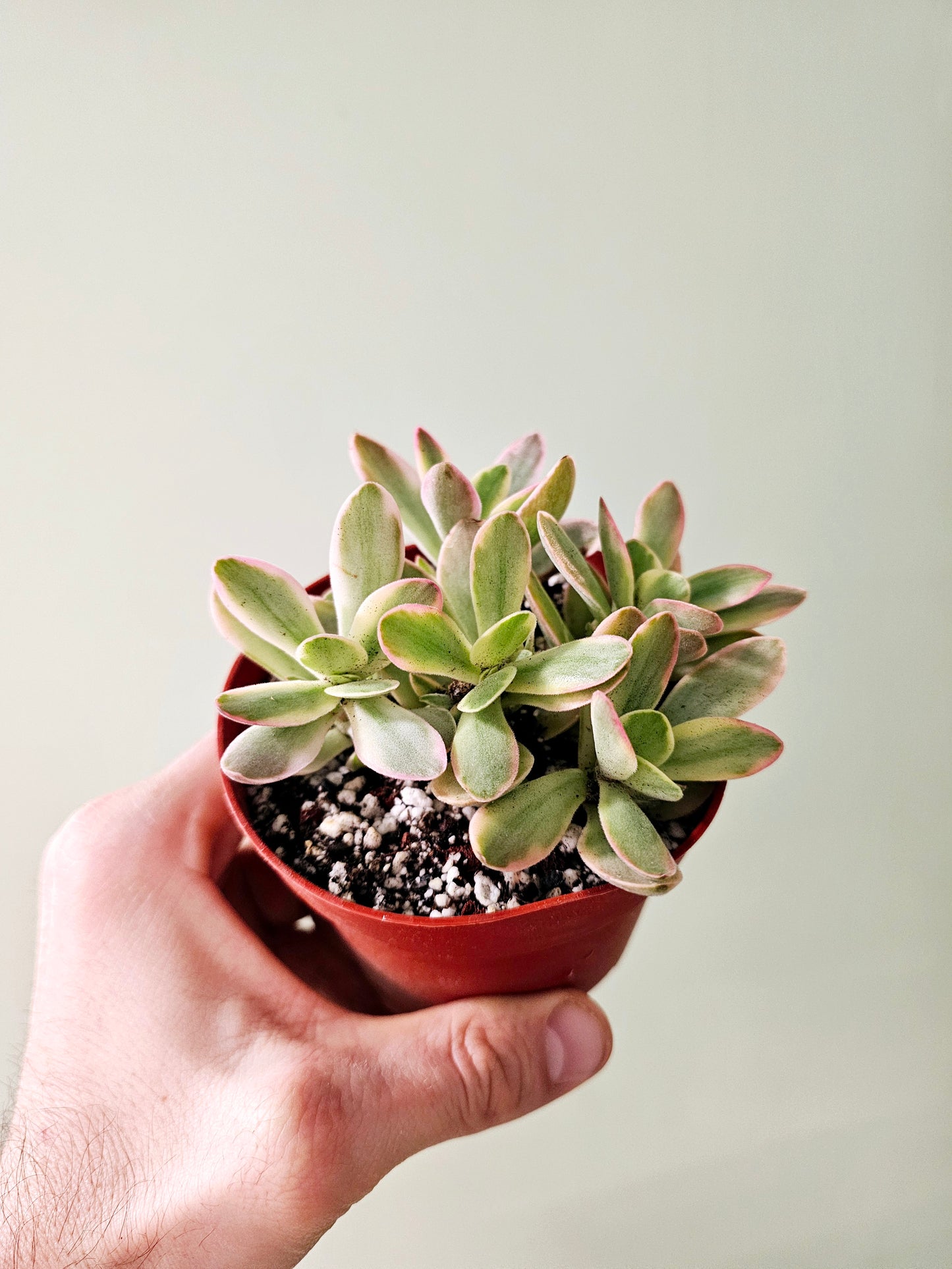 Crassula swaziensis Variegated "Money Maker Plant" Jade 4"