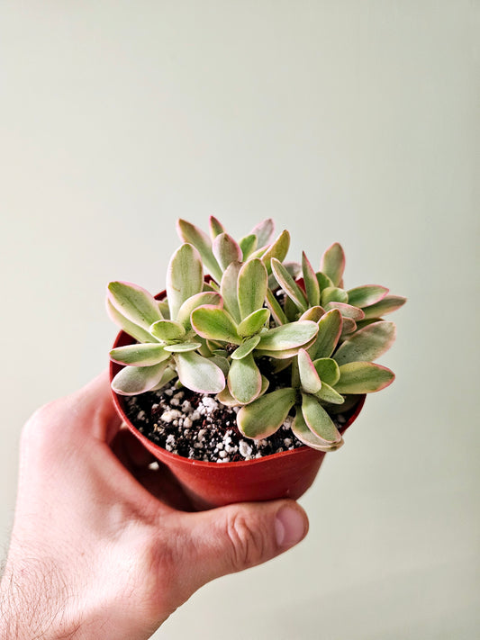 Crassula swaziensis Variegated 'Money Maker' Jade 4"