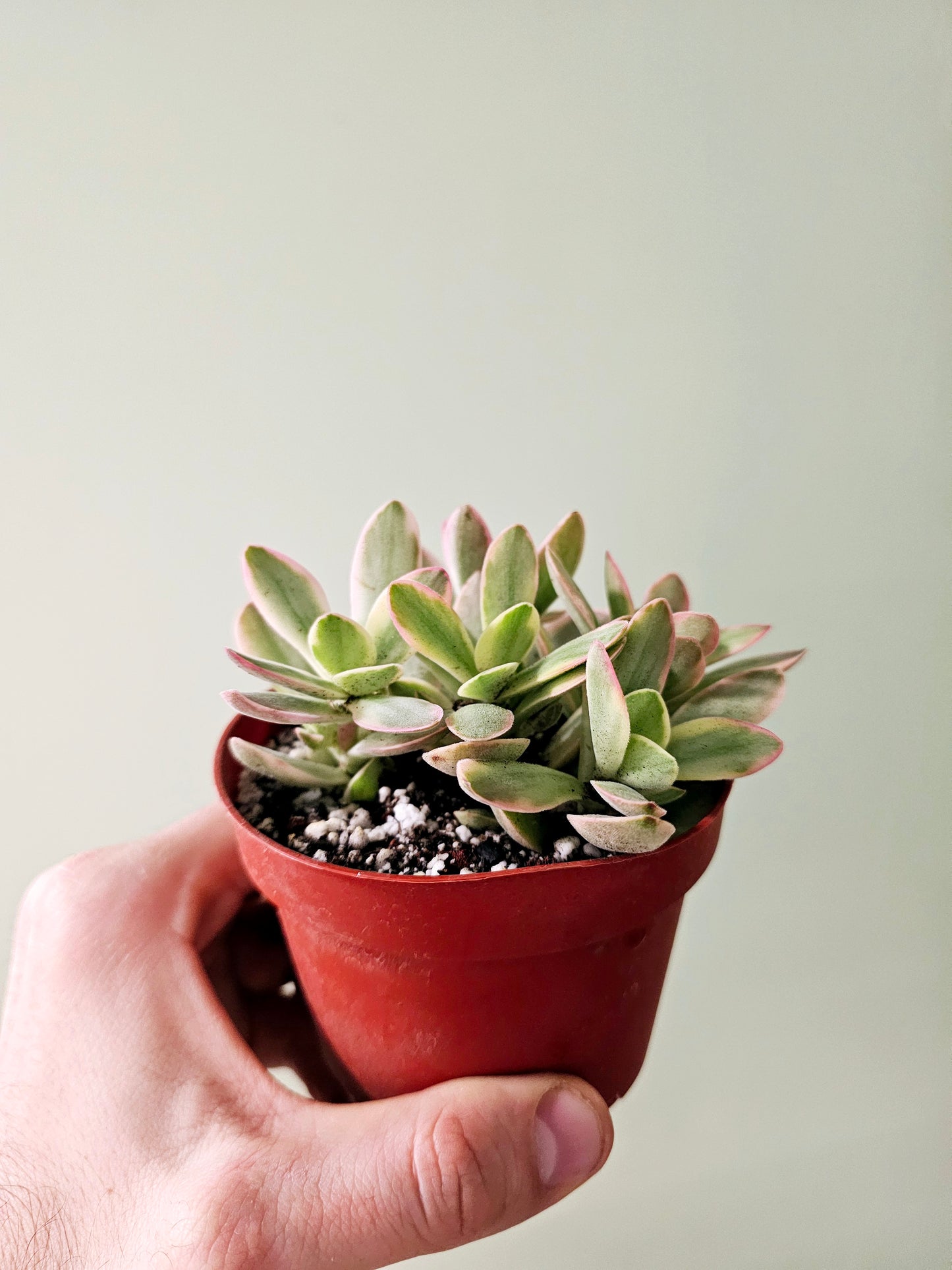 Crassula swaziensis Variegated "Money Maker Plant" Jade 4"