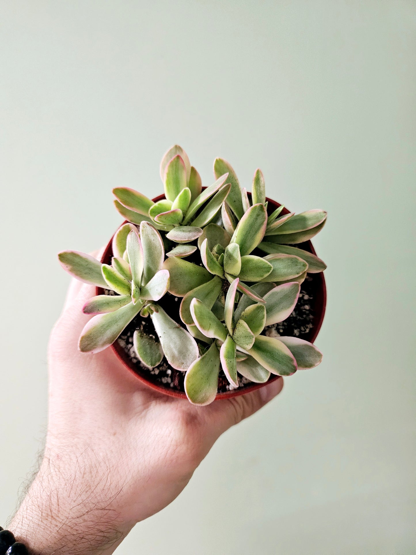 Crassula swaziensis Variegated "Money Maker Plant" Jade 4"