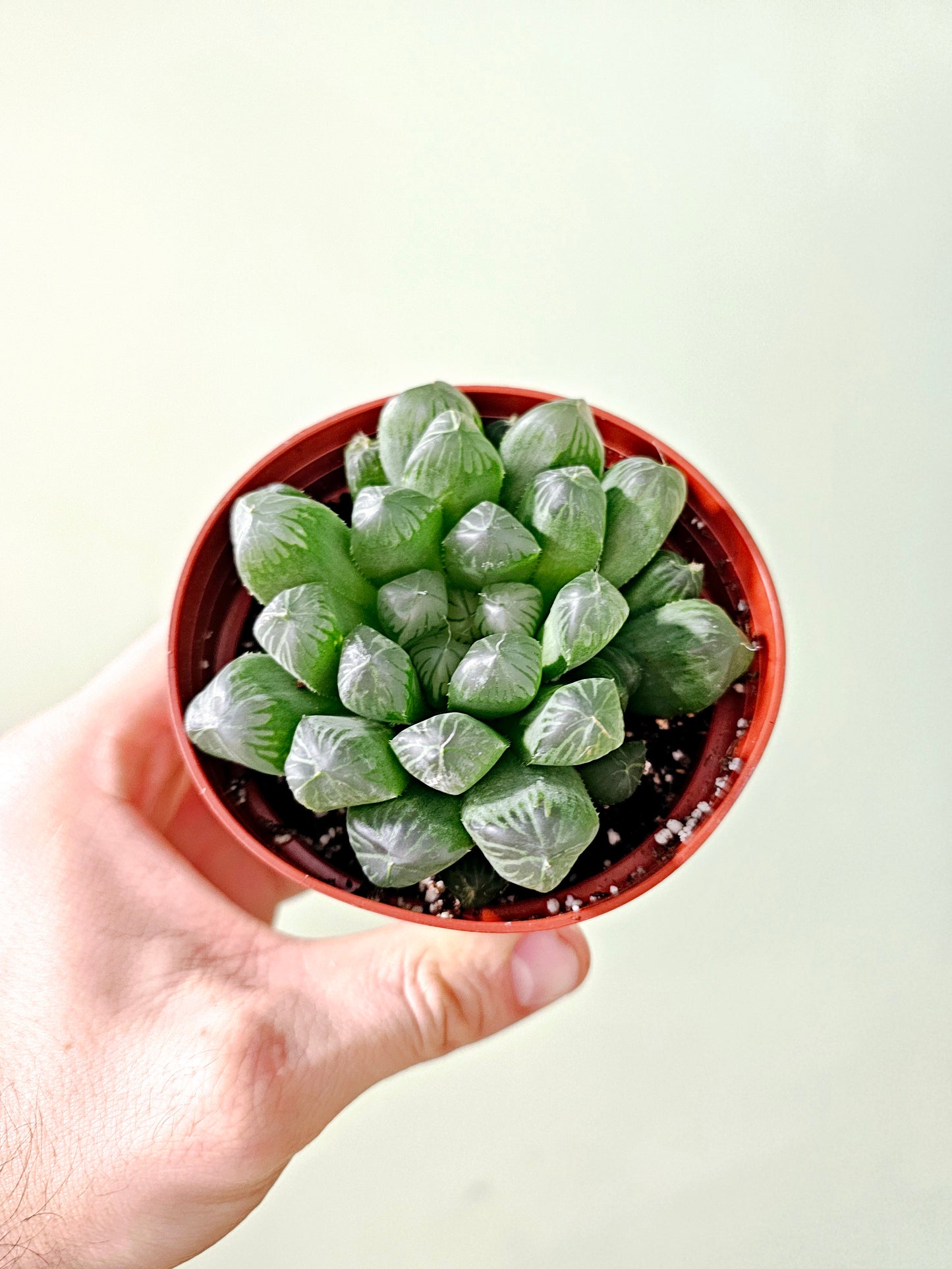 Haworthia cooperi 4"