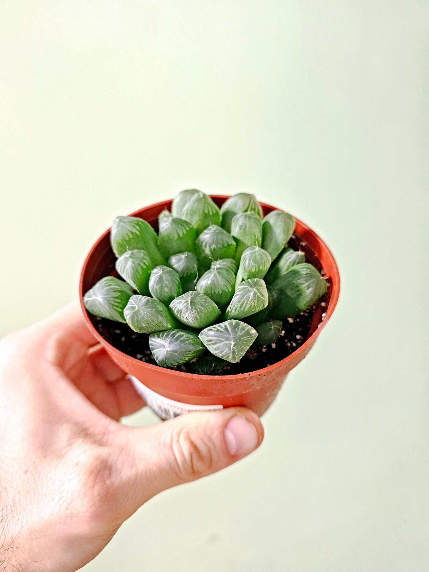 Haworthia cooperi 4"