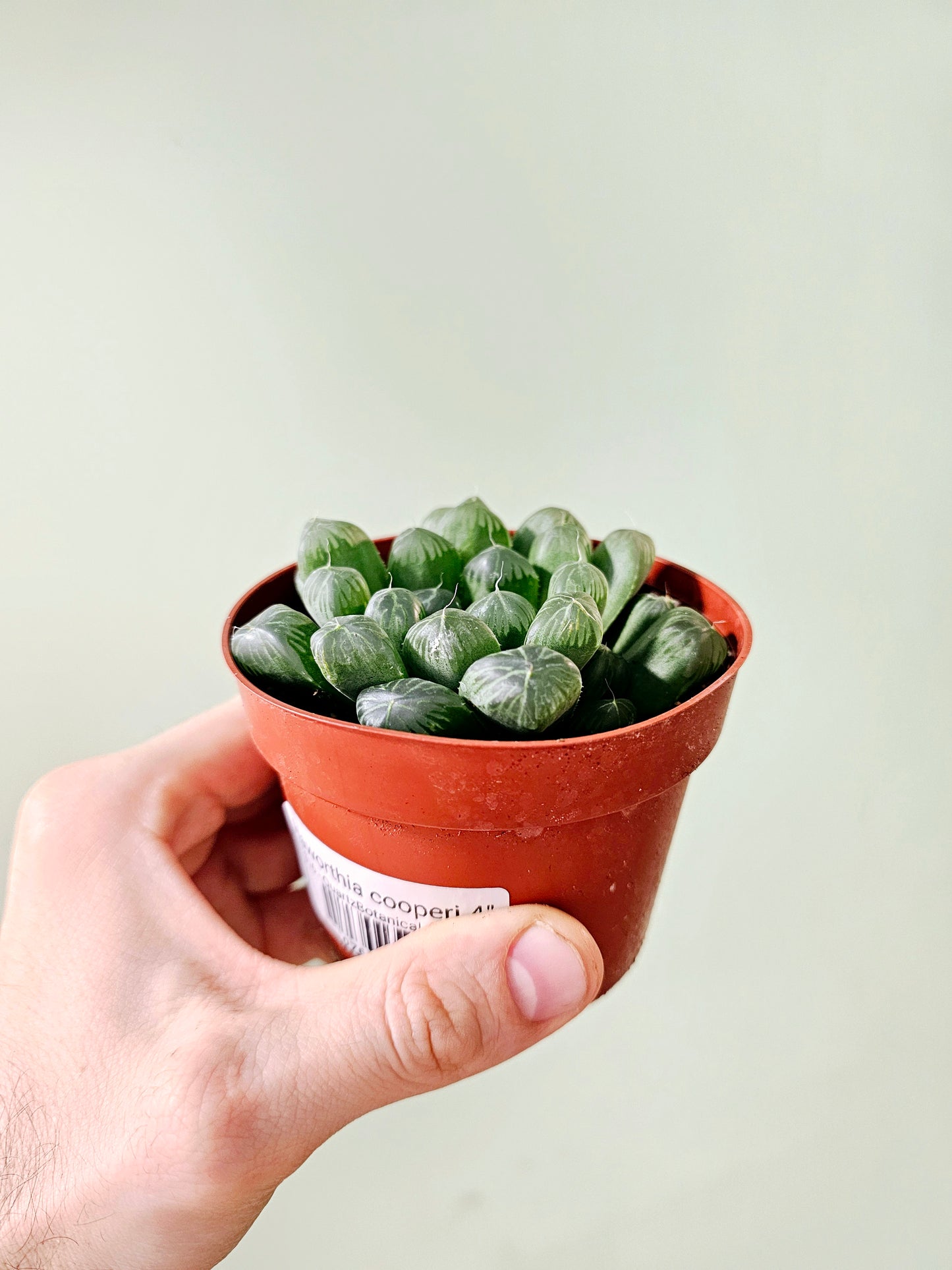 Haworthia cooperi 4"