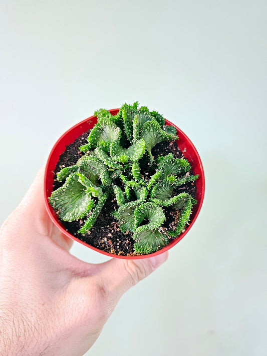 Euphorbia flanaganii f. cristata "Green Coral Cactus" 4"