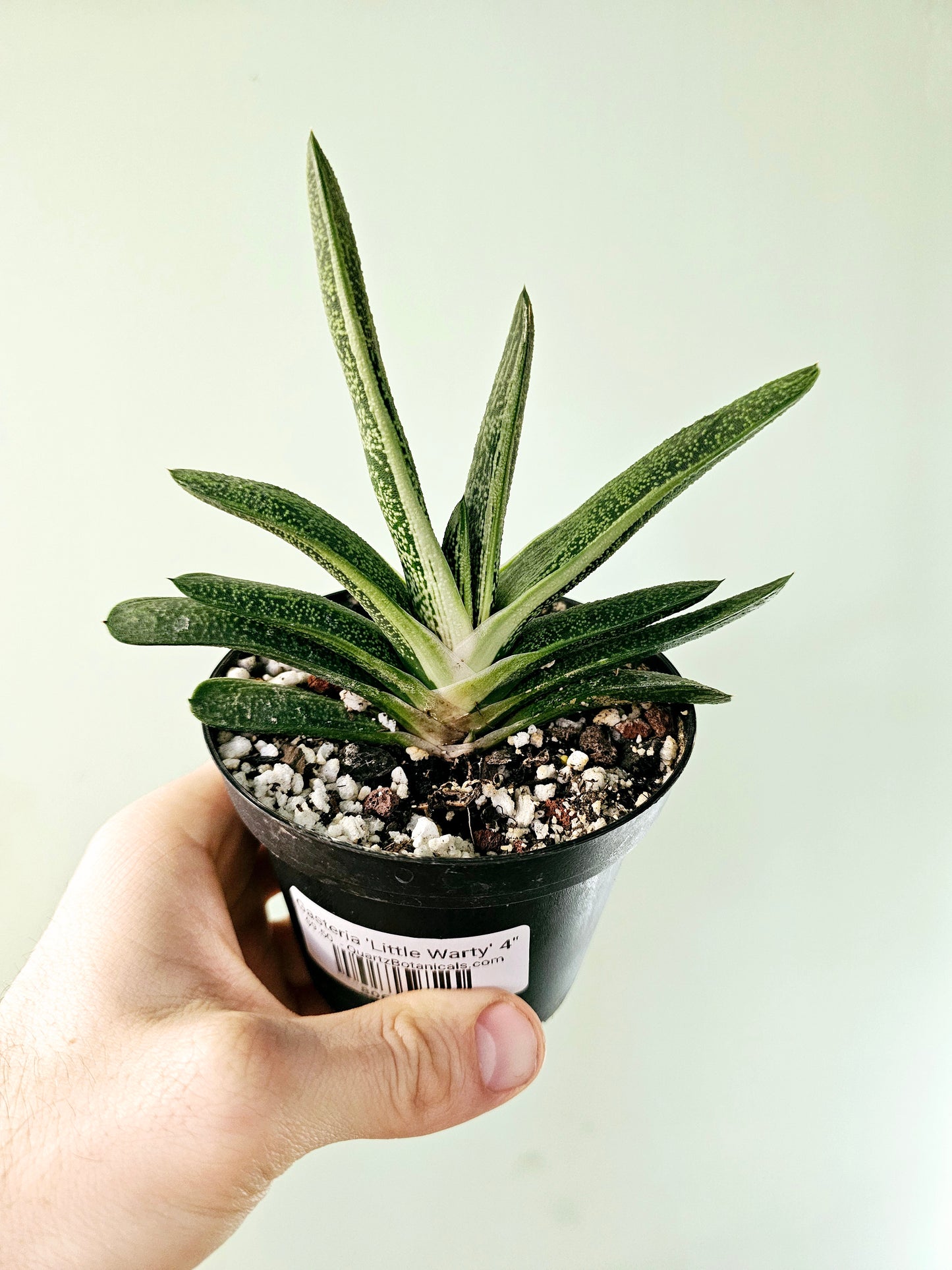 succulents gasteria Gasteria 'Little Warty' 4" – Quartz Botanicals