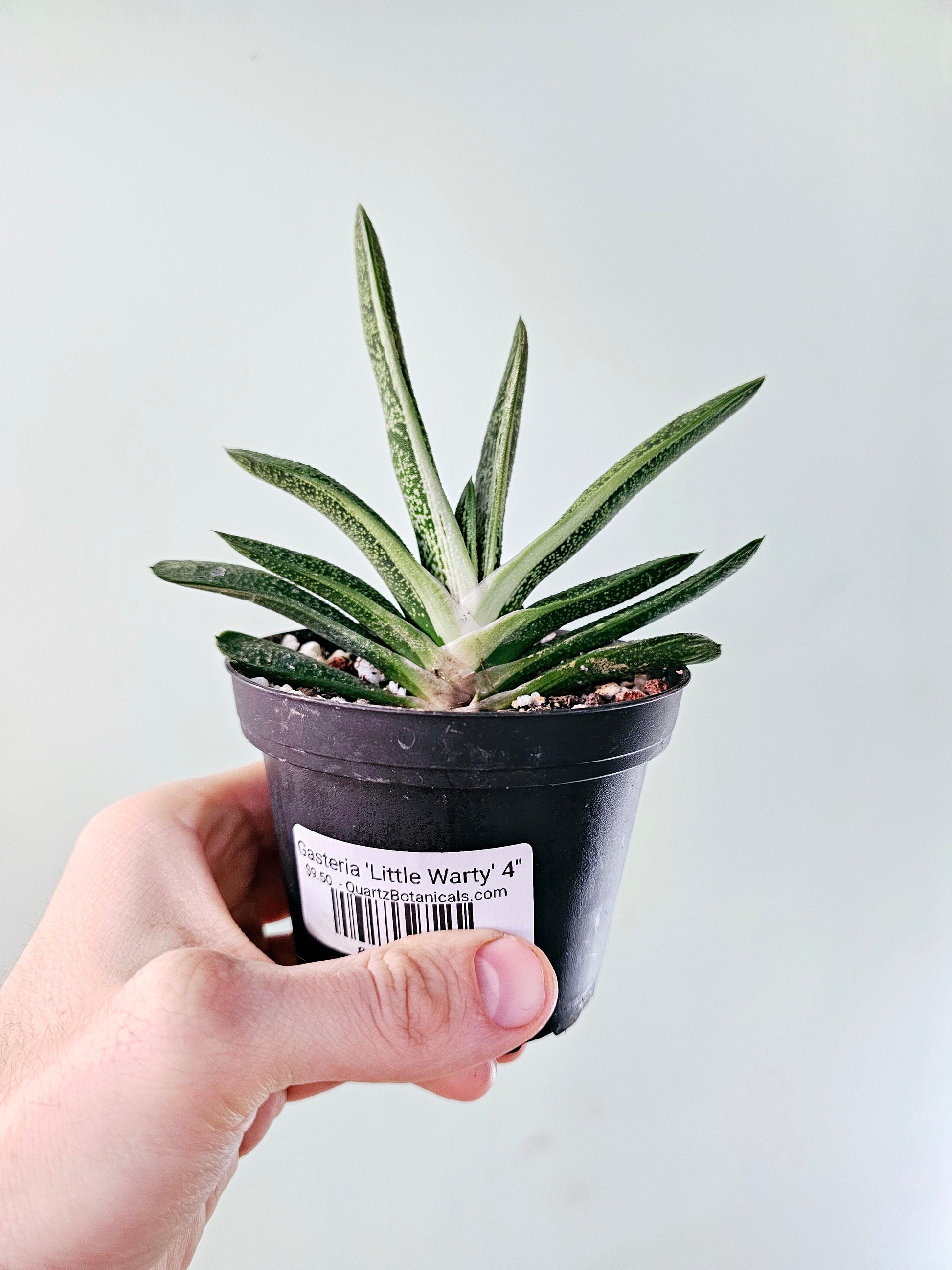 gasteria little warty succulent Gasteria 'Little Warty' 4" – Quartz Botanicals