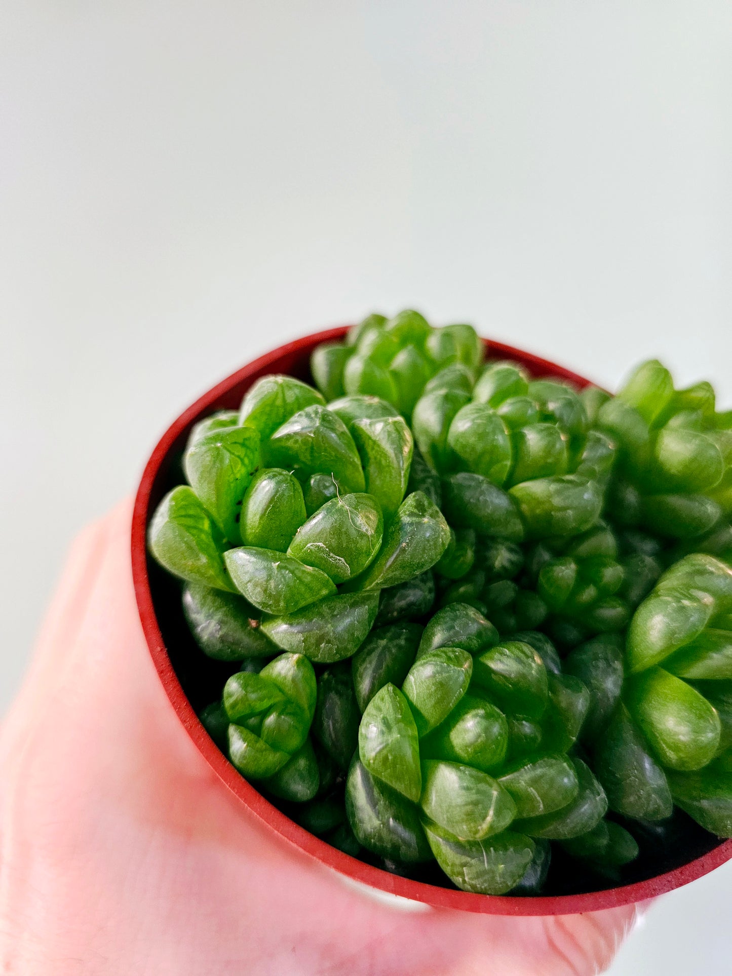 Haworthia cymbiformis var. obtusa 4"