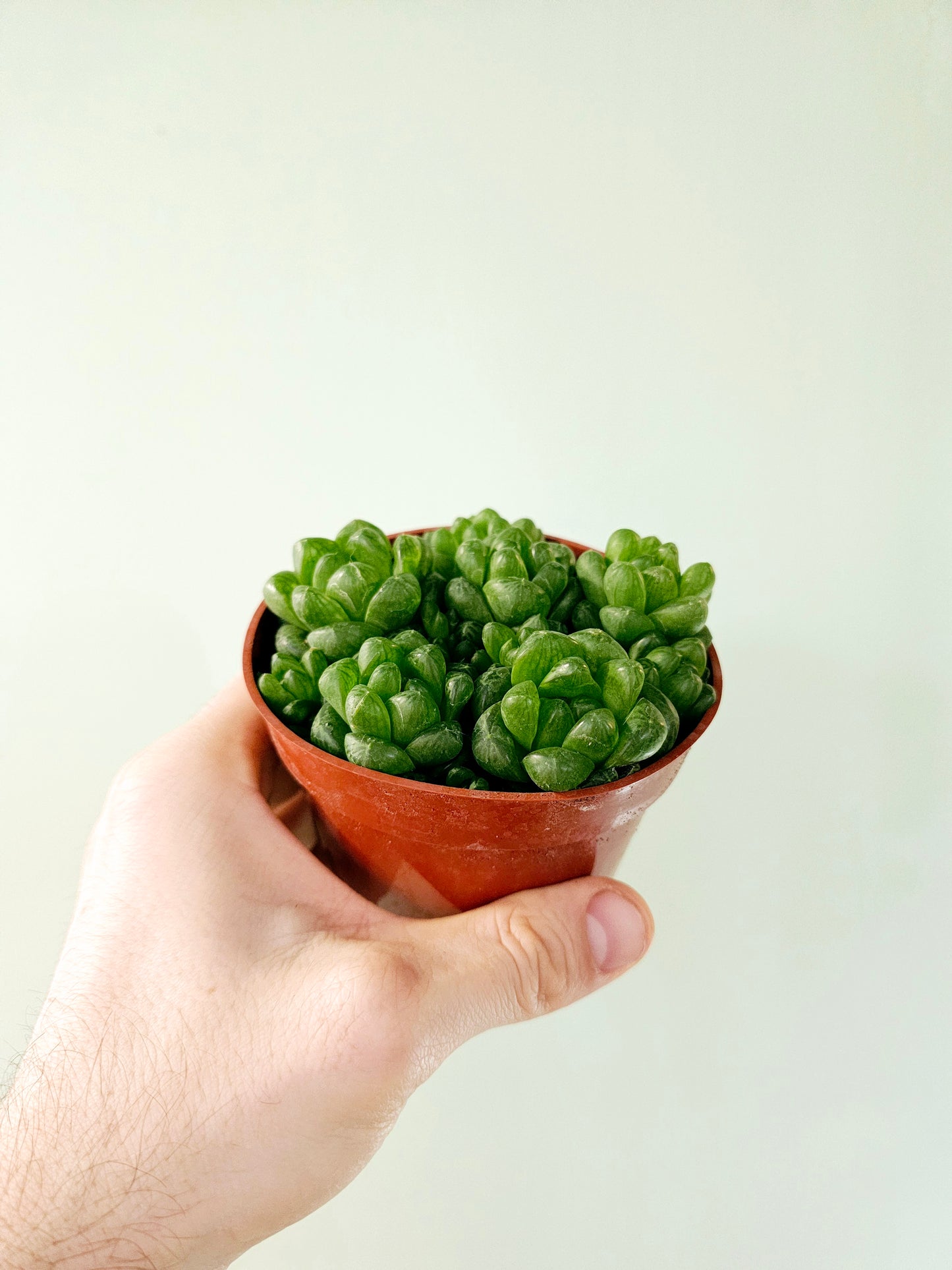 Haworthia cymbiformis var. obtusa 4"