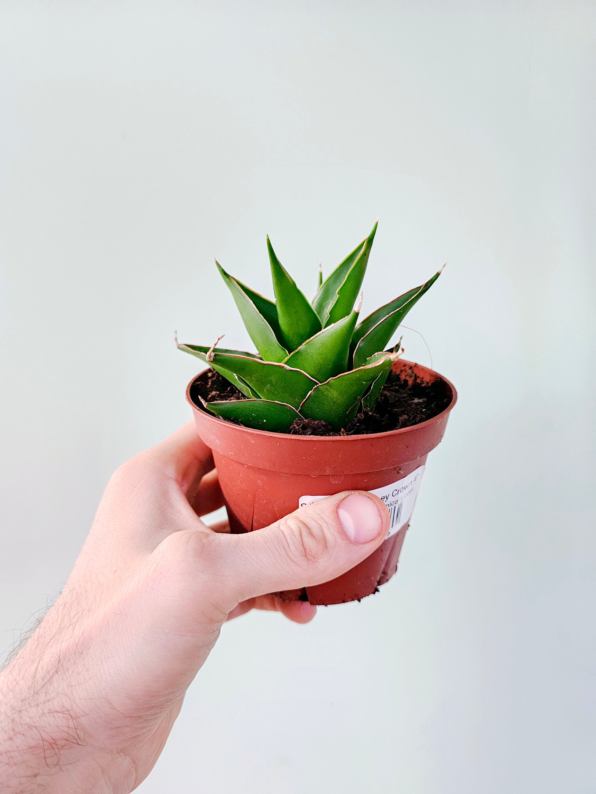 sansevieria crown Sansevieria 'Abbey Crown' 4" – Quartz Botanicals
