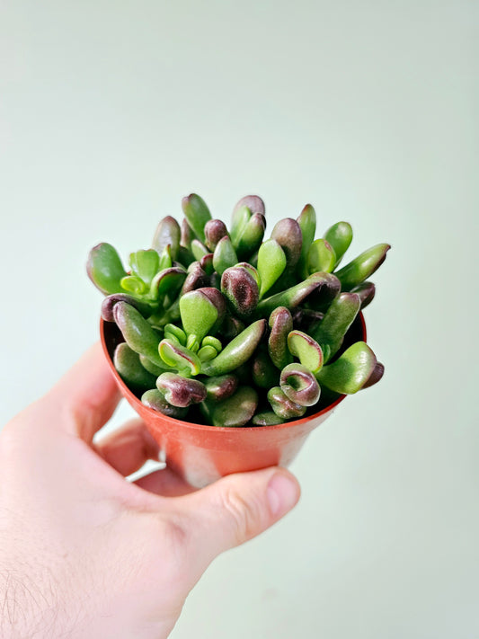 Crassula ovata 'Gollum' Jade 4"