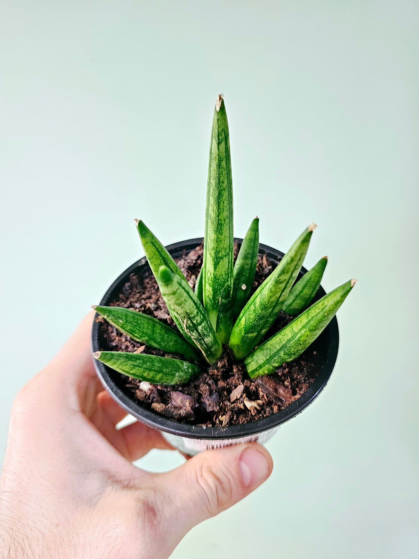 Sansevieria Hedgehog 4"