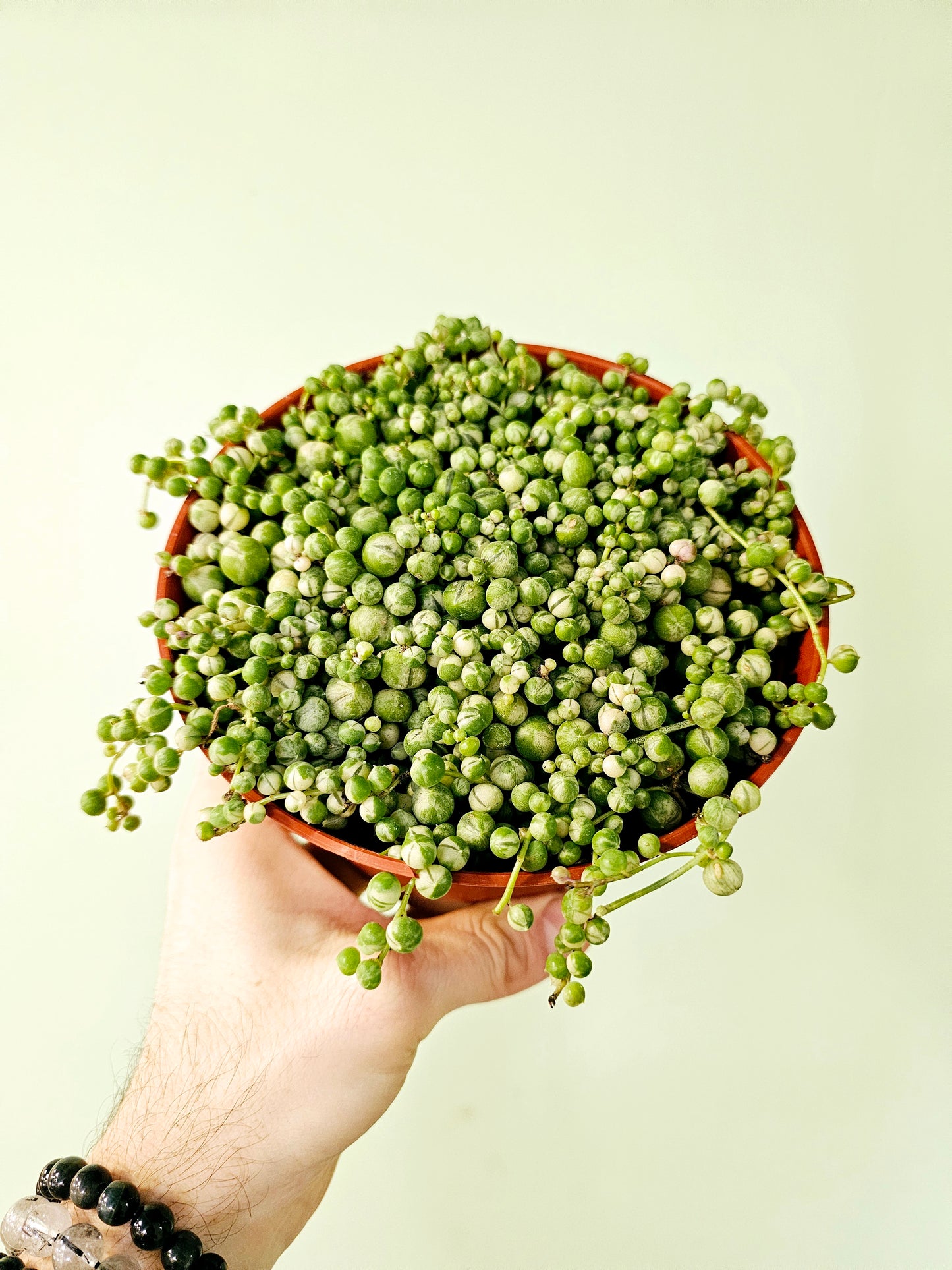 Senecio rowleyanus Variegated "String of Pearls" 6"