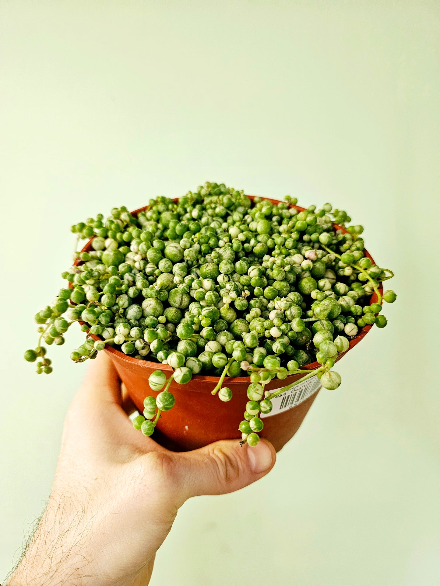 Senecio rowleyanus Variegated "String of Pearls" 6"