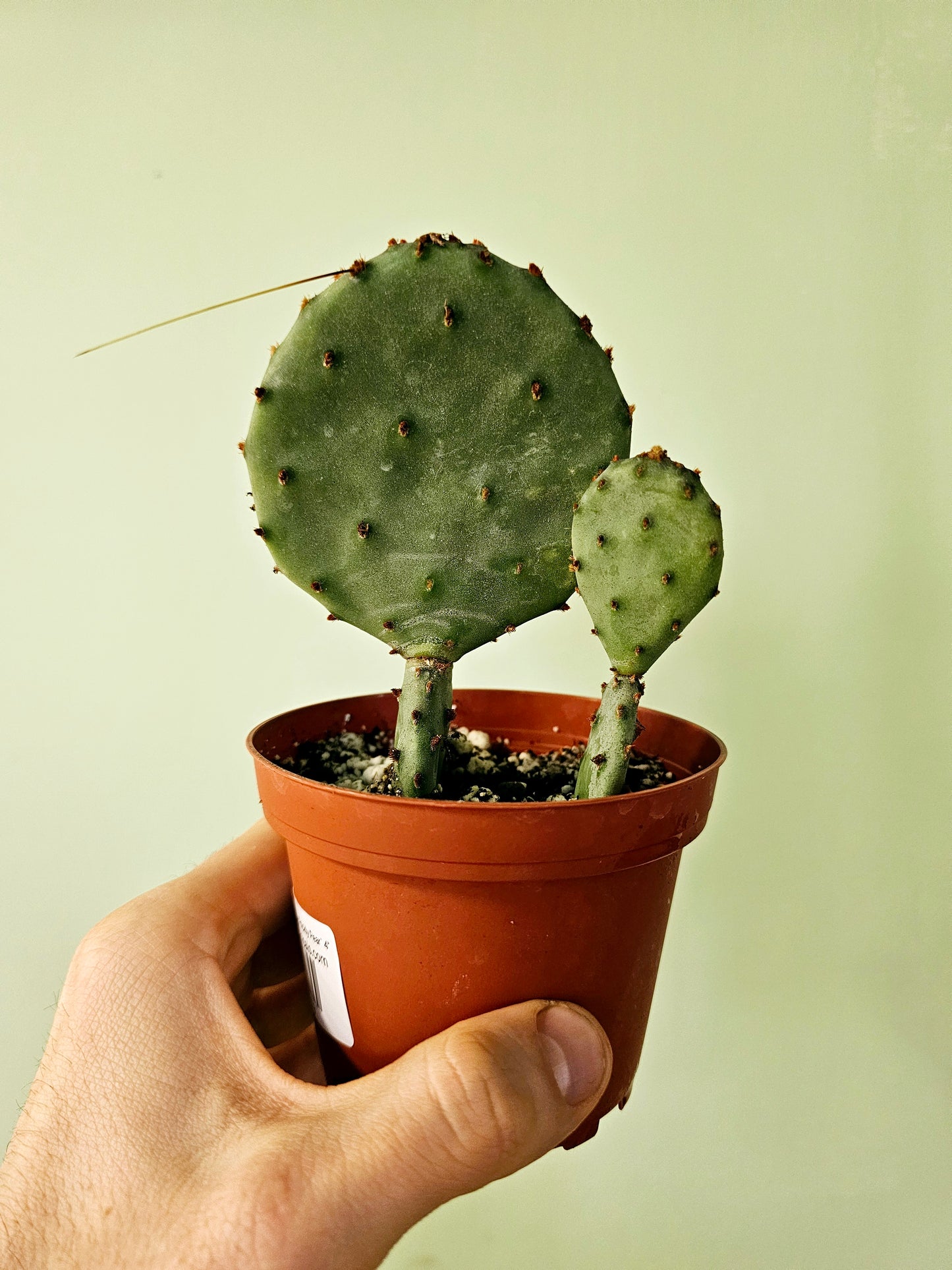 Opuntia macrocentra "Purple Prickly Pear" Cactus 4"