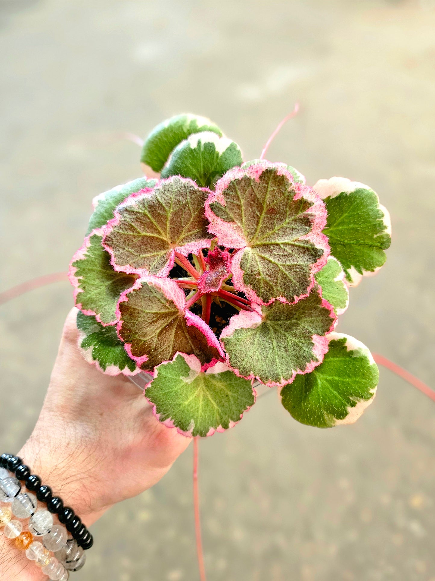 Saxifraga stolonifera Variegated "Strawberry Begonia" 4"