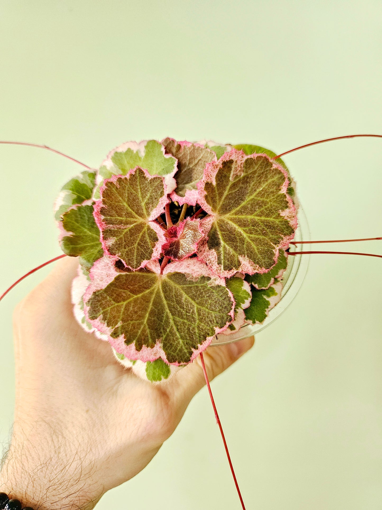 Saxifraga stolonifera Variegated "Strawberry Begonia" 4"