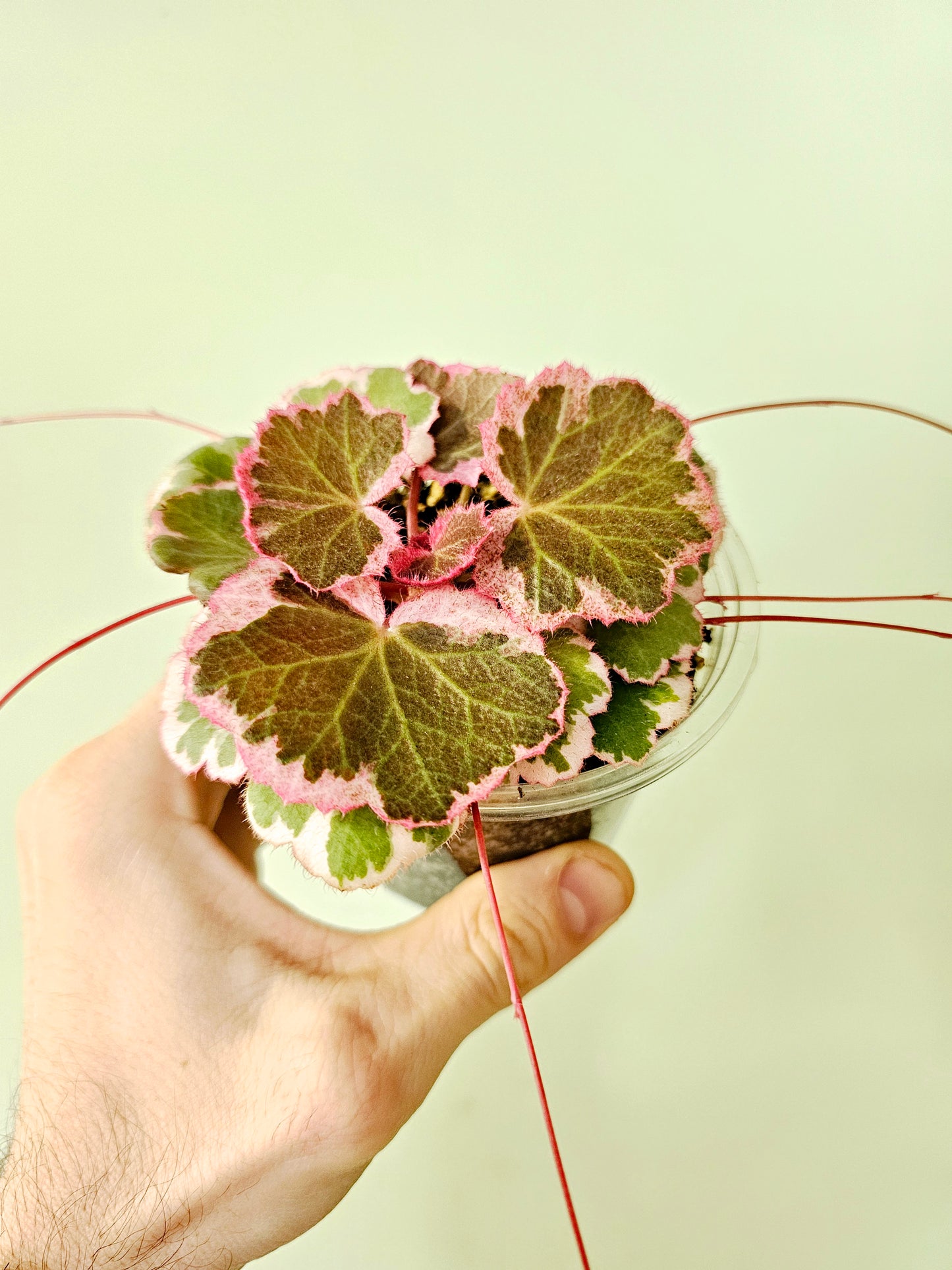 Saxifraga stolonifera Variegated "Strawberry Begonia" 4"