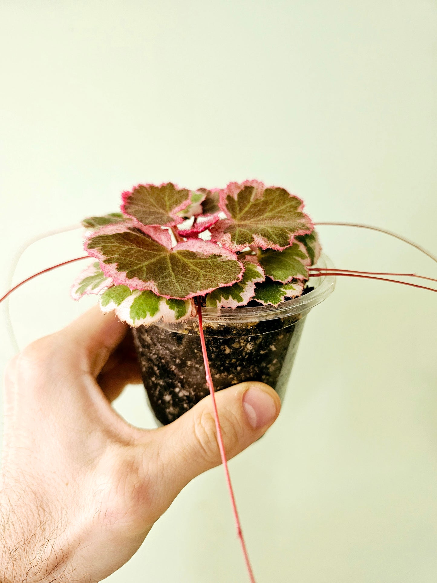 Saxifraga stolonifera Variegated "Strawberry Begonia" 4"