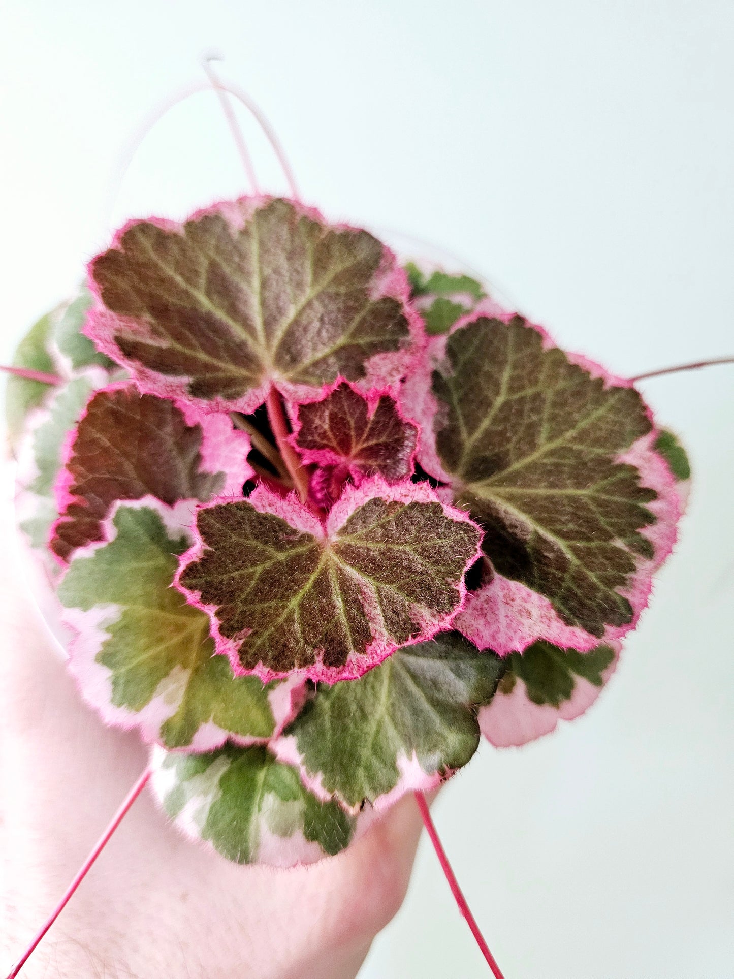 Saxifraga stolonifera Variegated "Strawberry Begonia" 4"