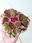 Saxifraga stolonifera Variegated "Tricolor Strawberry Begonia" 4"