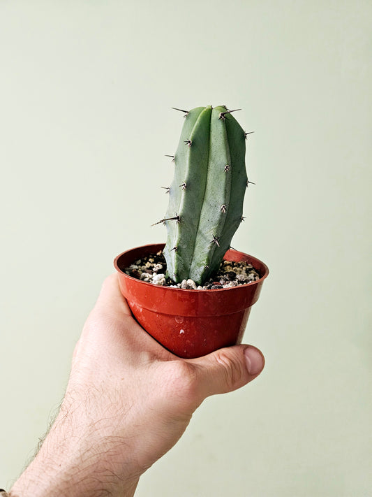 Myrtillocactus geometrizans "Blue Candle/Myrtle Cactus" 4"