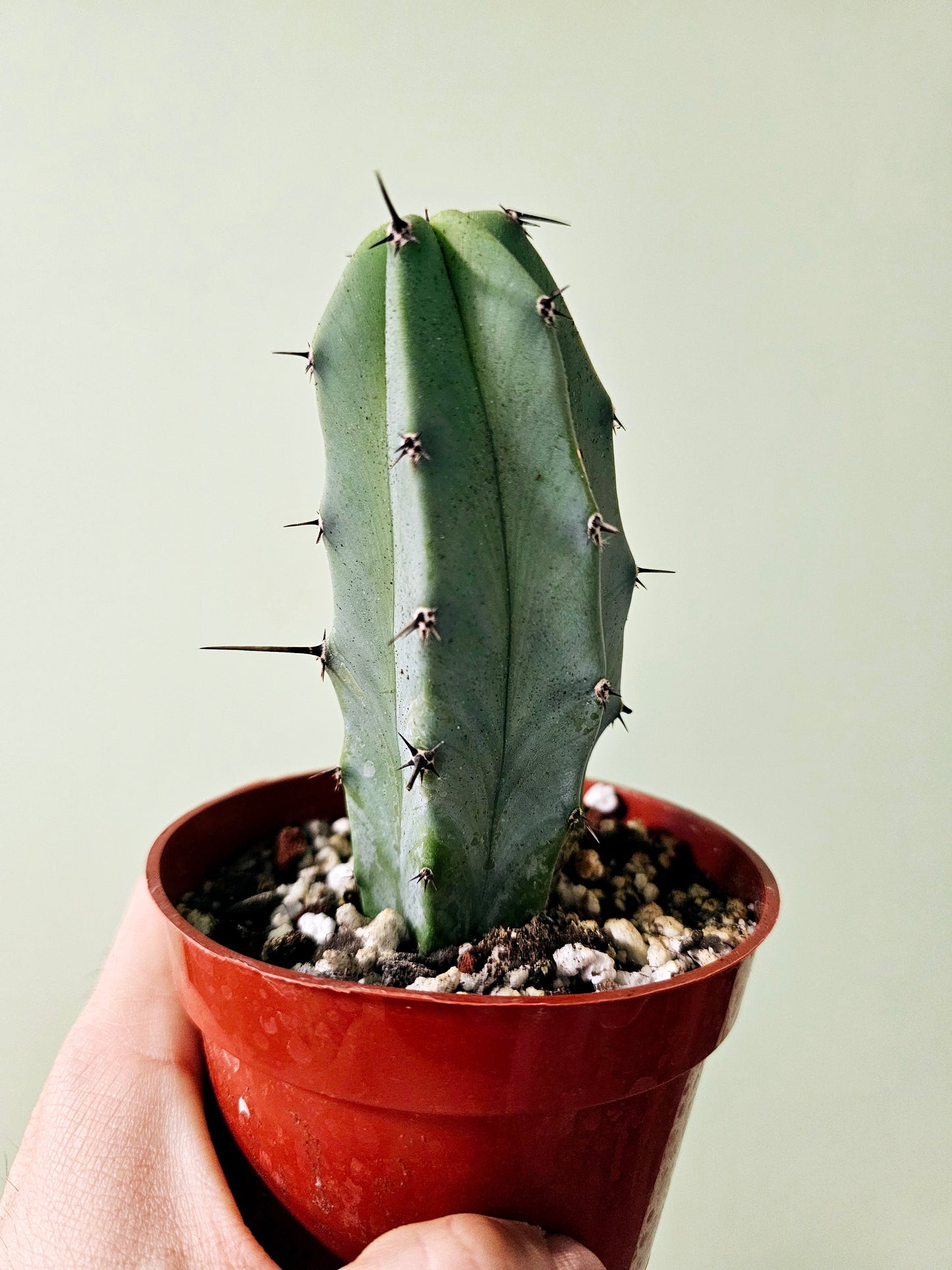 Myrtillocactus geometrizans "Blue Candle/Myrtle Cactus" 4"