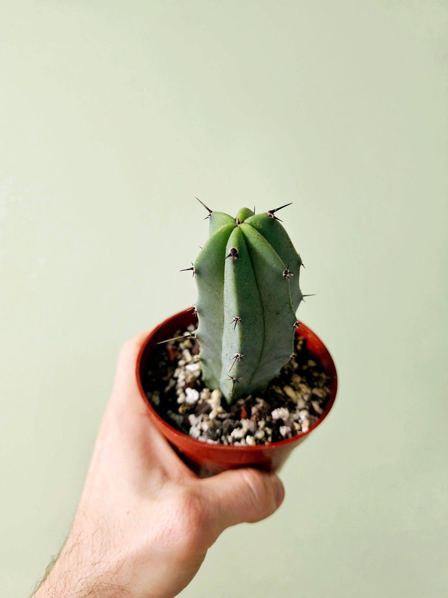 Myrtillocactus geometrizans "Blue Candle/Myrtle Cactus" 4"