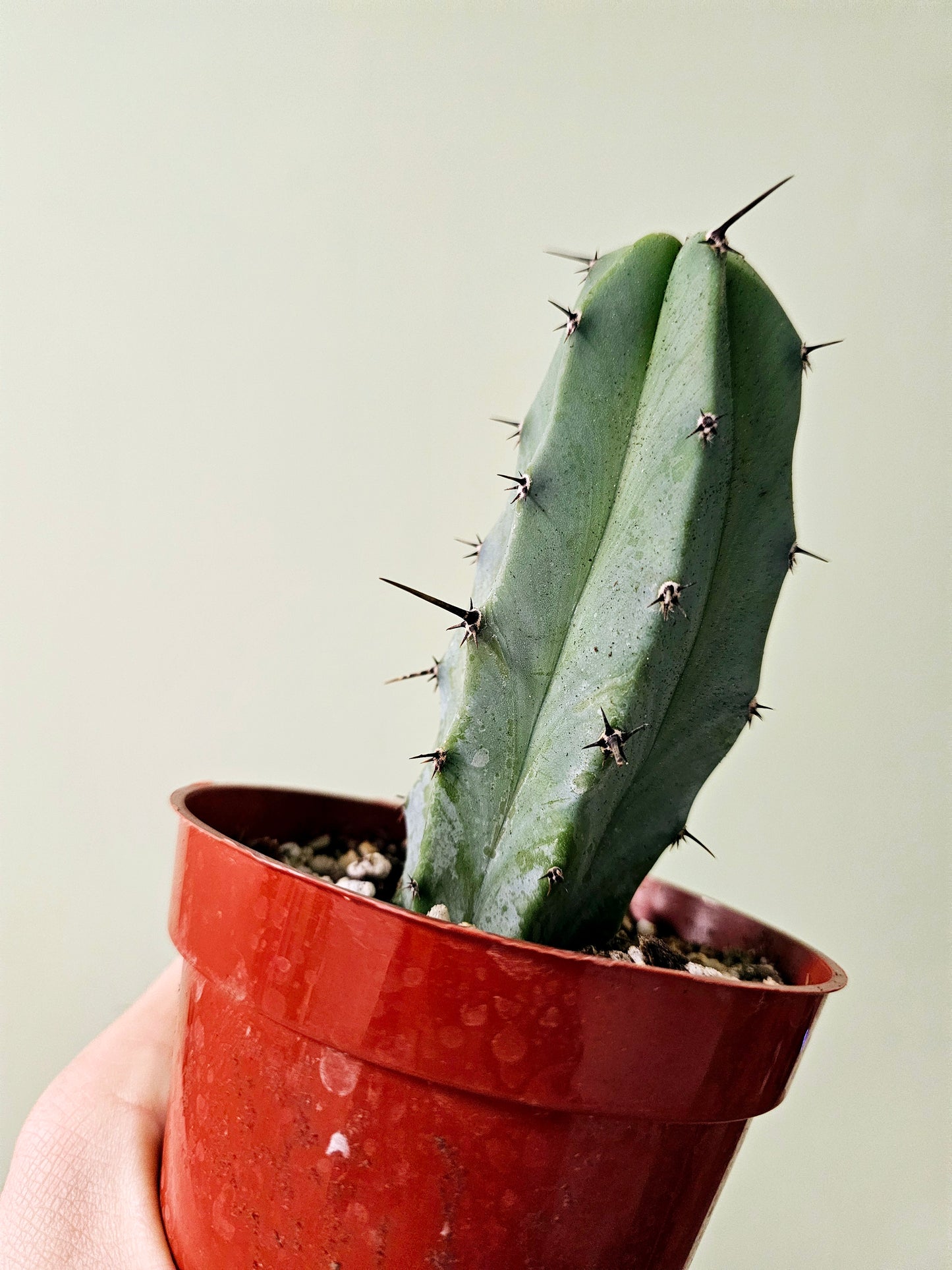 Myrtillocactus geometrizans "Blue Candle/Myrtle Cactus" 4"