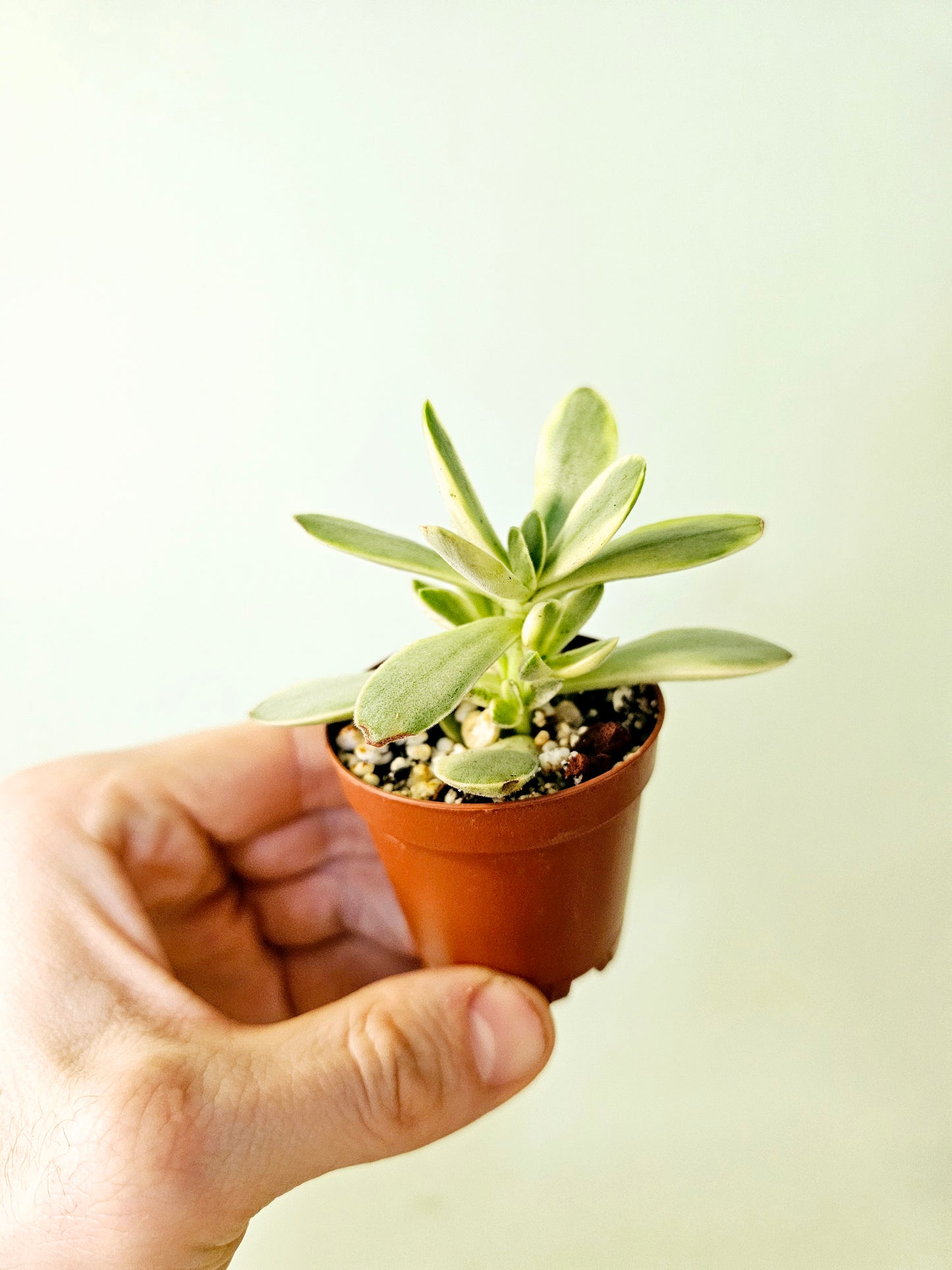 Crassula swaziensis Variegated 'Money Maker' Jade 2"