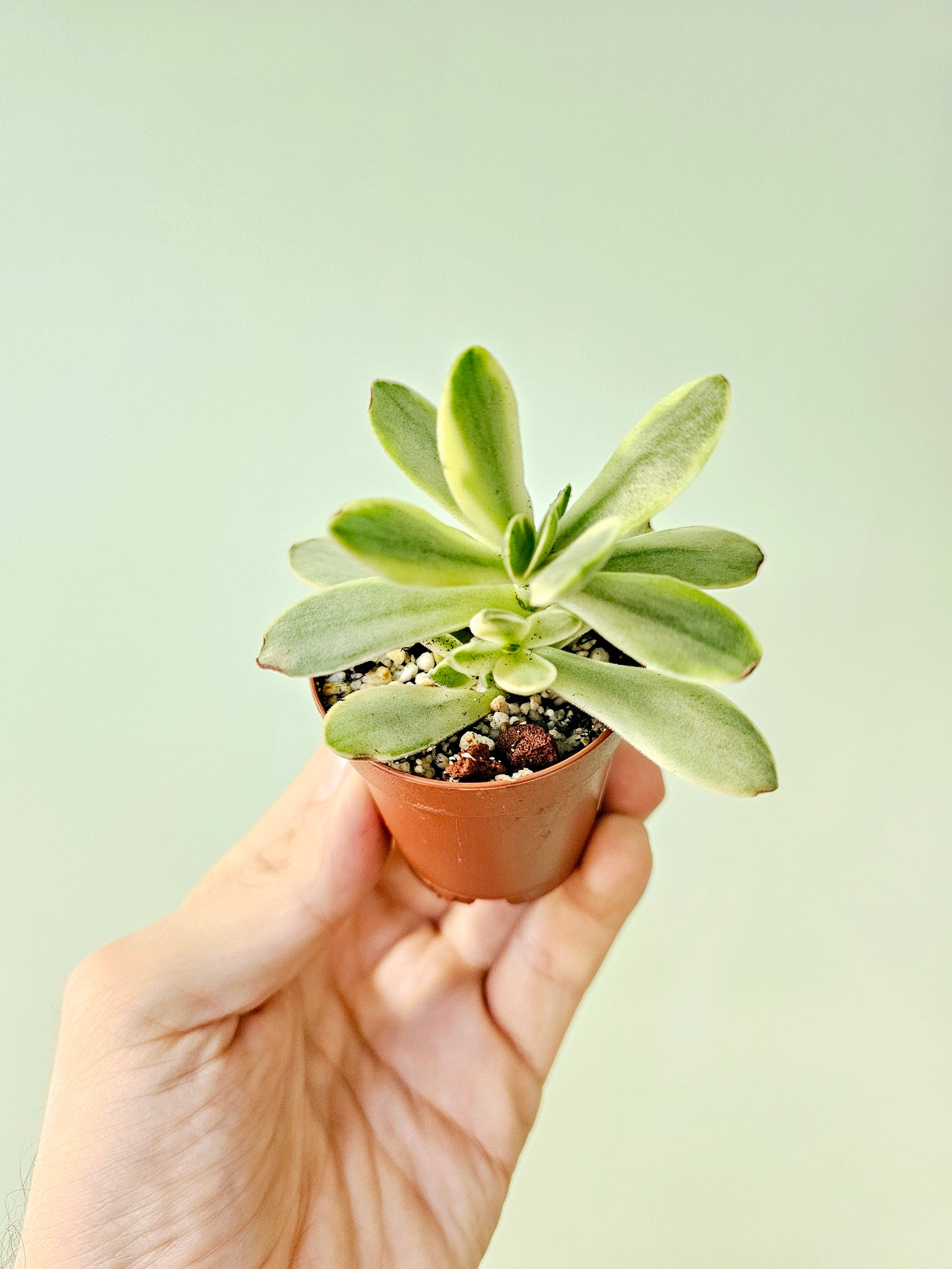 Crassula swaziensis Variegated 'Money Maker' Jade 2"