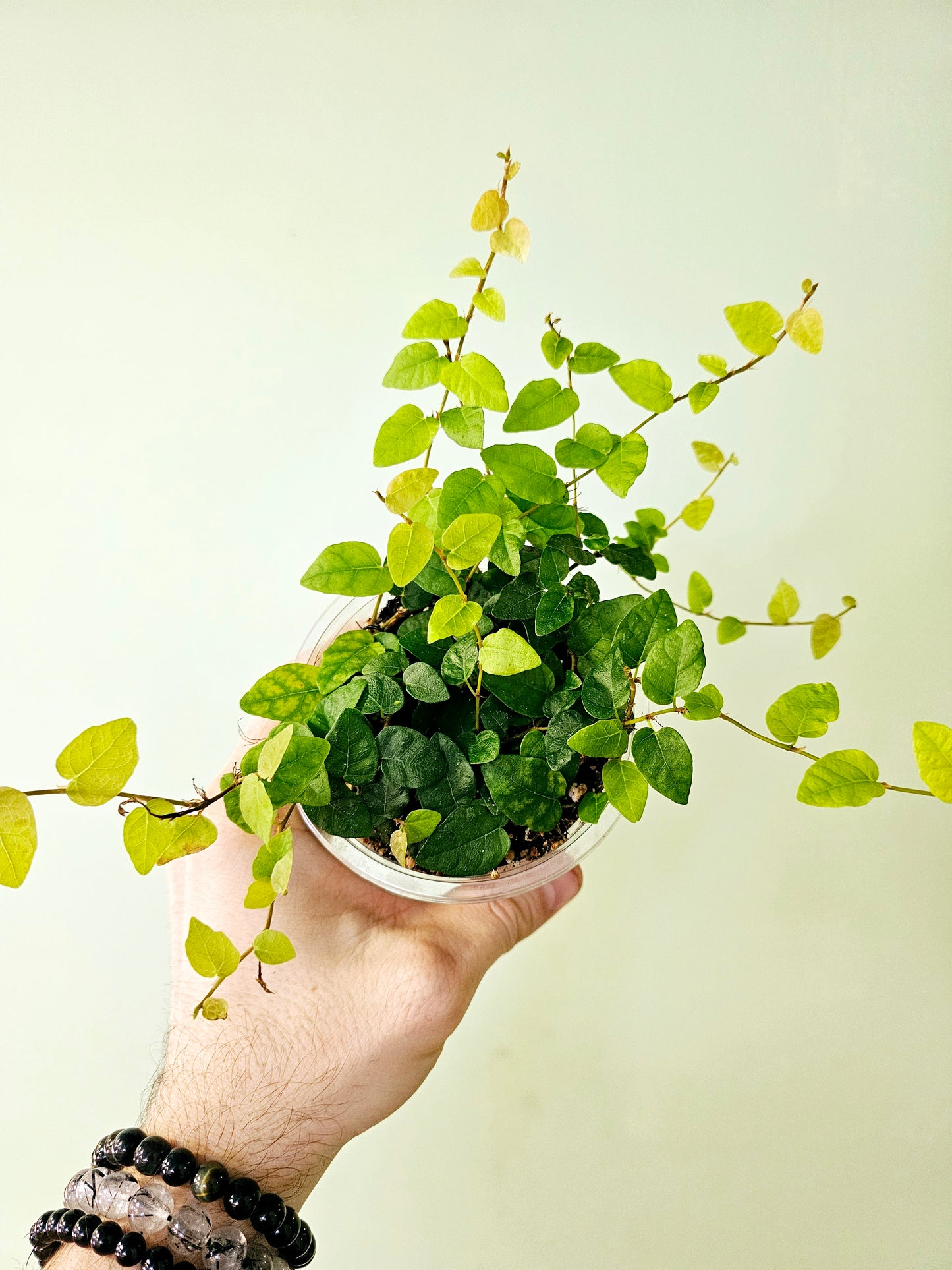 Ficus pumila "Creeping Fig" 4"