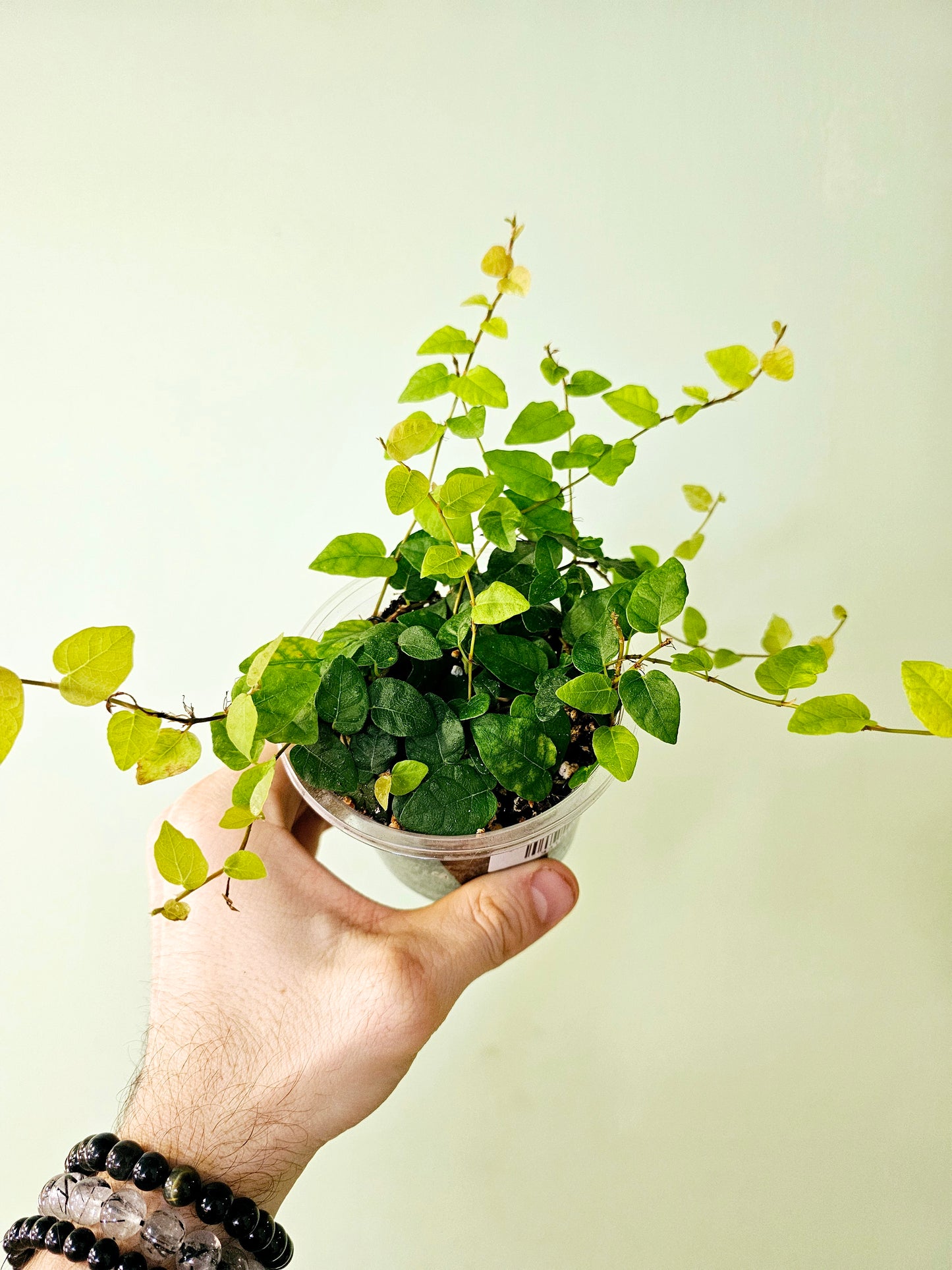 Ficus pumila "Creeping Fig" 4"