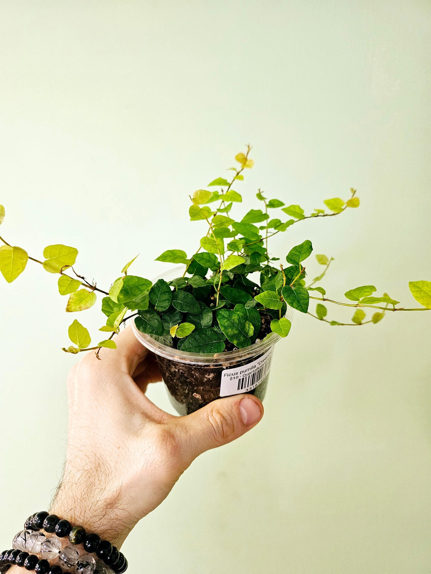 Ficus pumila "Creeping Fig" 4"