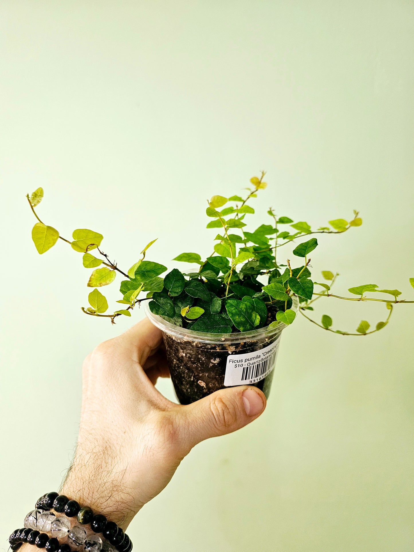 Ficus pumila "Creeping Fig" 4"