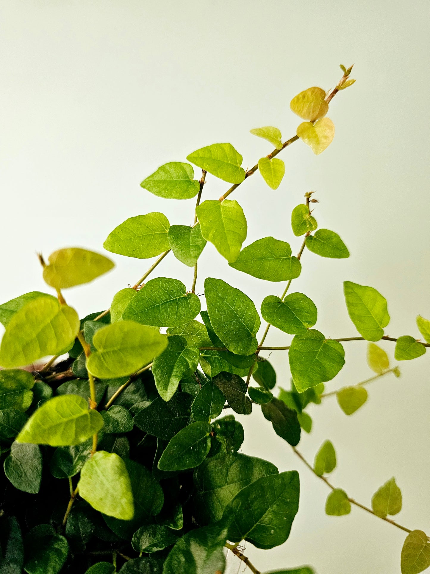 Ficus pumila "Creeping Fig" 4"