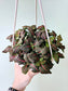 Fittonia Albivenis Red Nerve Plant 6" HB