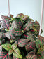 Fittonia Albivenis Red Nerve Plant 6" HB