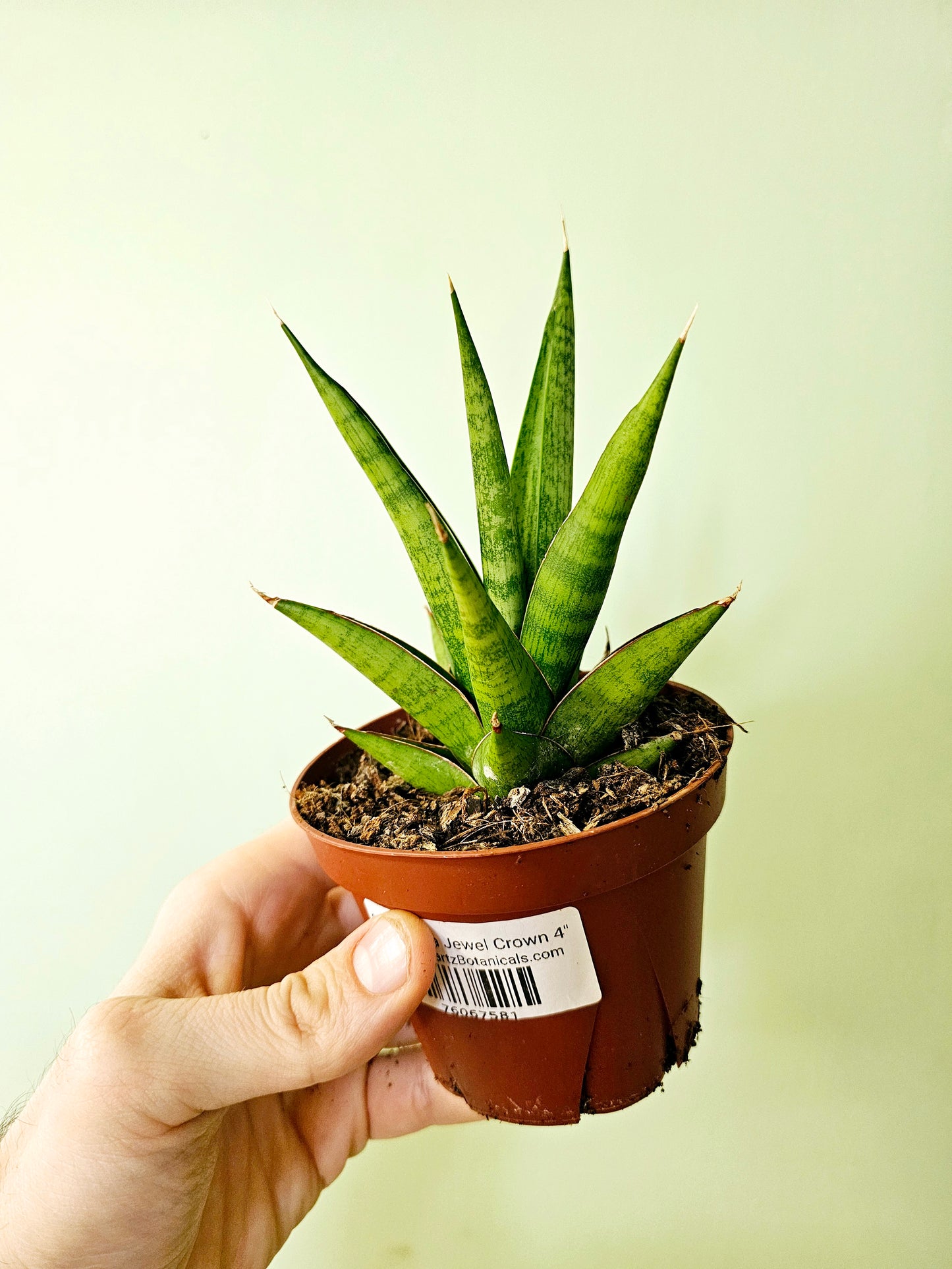 sansevieria ayo crown Sansevieria 'Jewel Crown' 4" – Quartz Botanicals