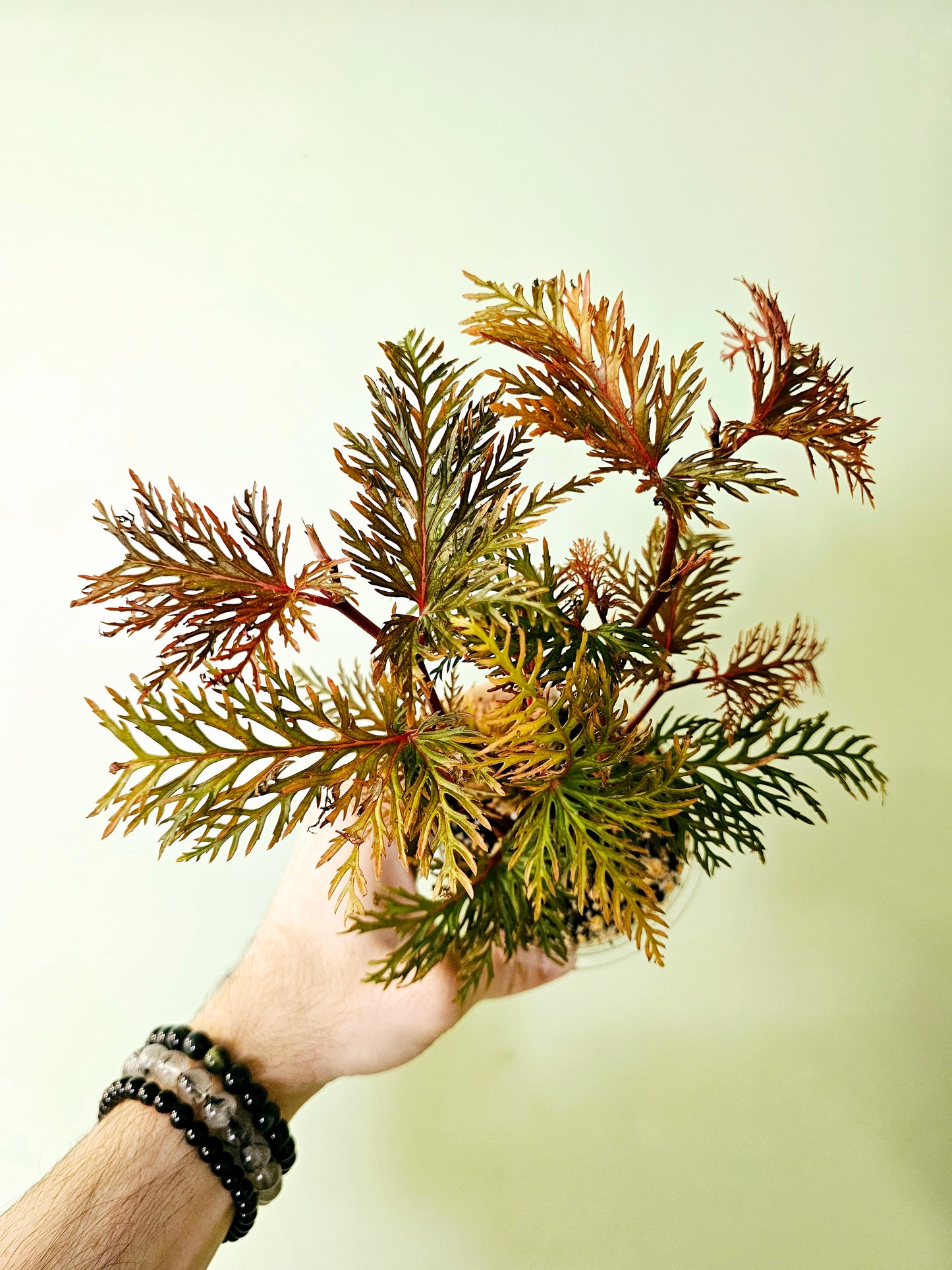 Begonia 'Bipinnatifida' "Fern Leaf Begonia" 4"