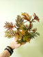 Begonia bipinnatifida "Fern Leaf Begonia" 4"