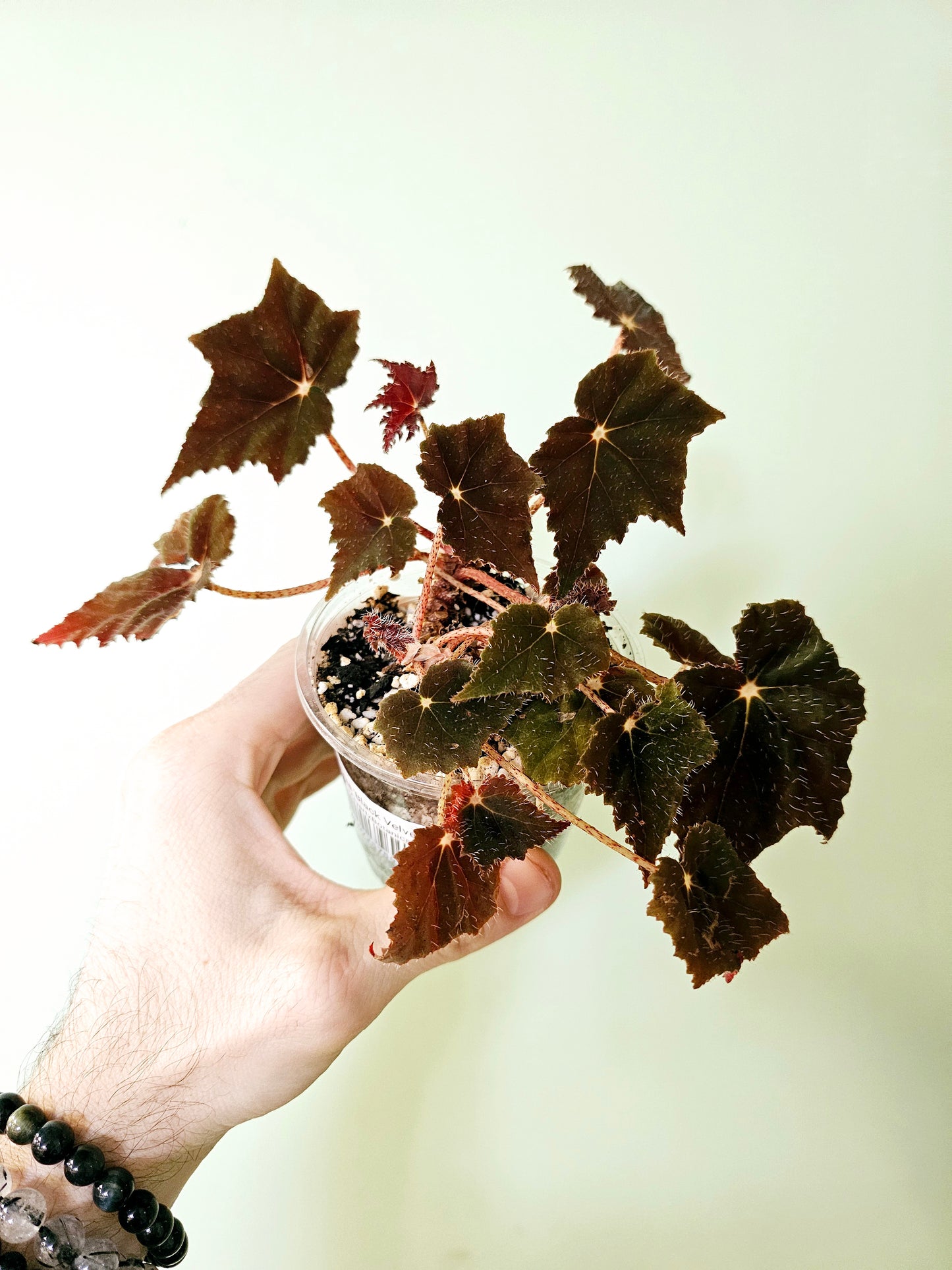 Begonia 'Black Velvet' 3.5"