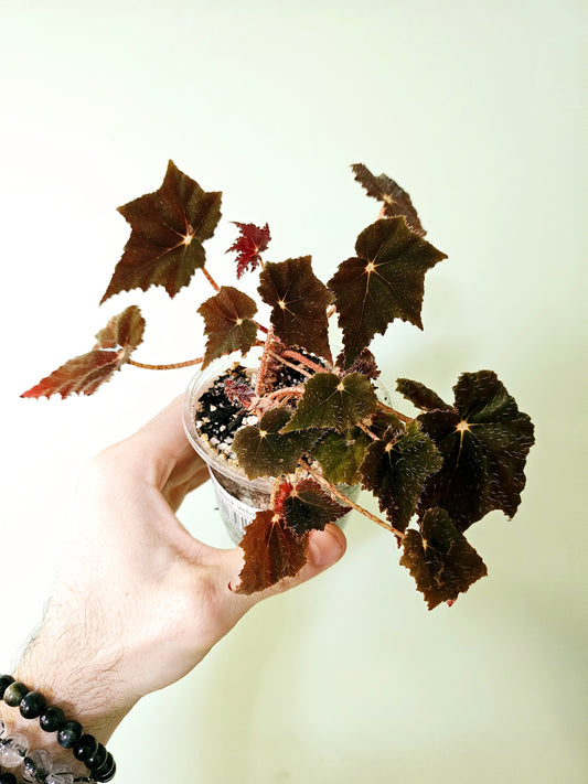 Begonia 'Black Velvet' 3.5"