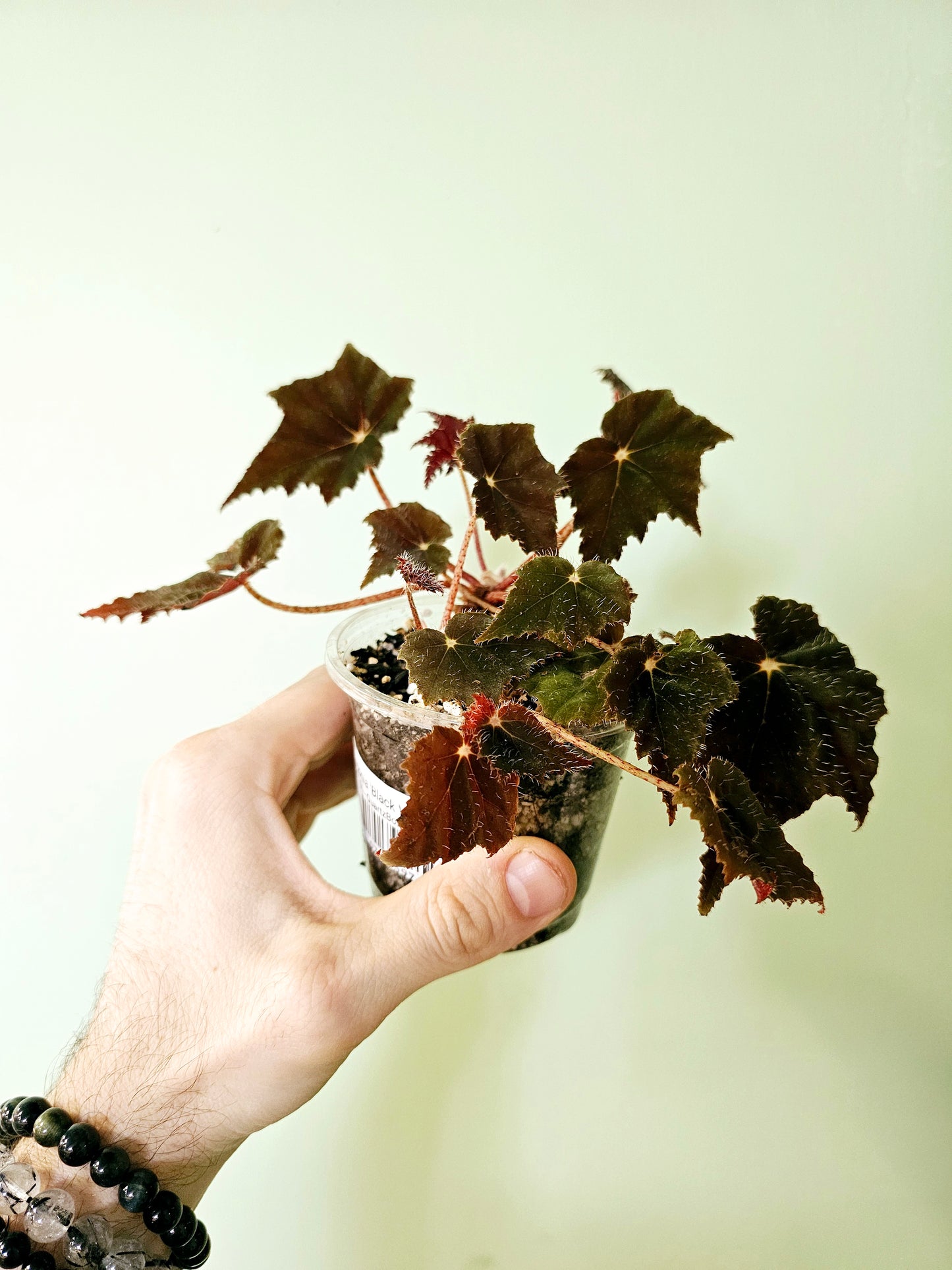 Begonia 'Black Velvet' 3.5"