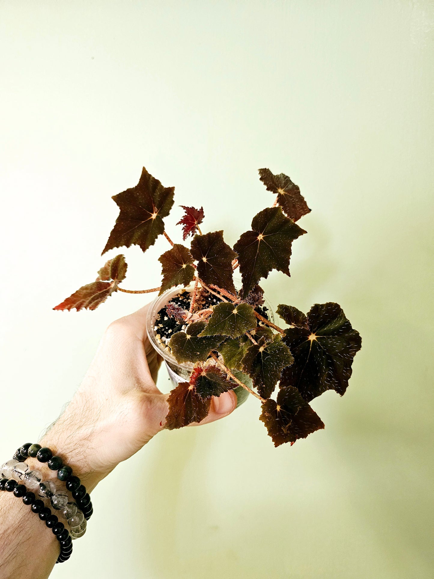 Begonia 'Black Velvet' 3.5"