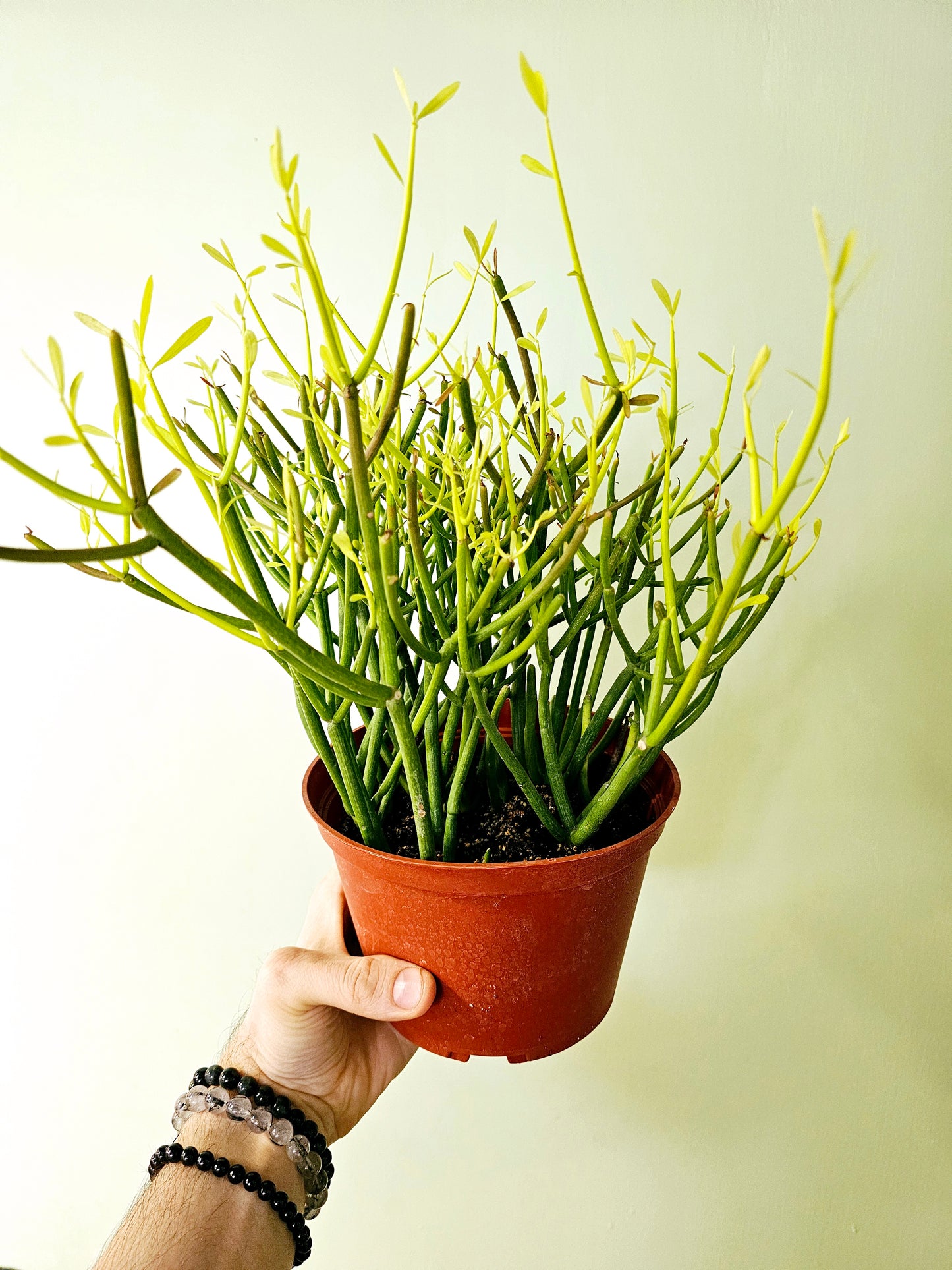 Euphorbia tirucalli "Fire Sticks" 6"