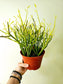 Euphorbia tirucalli "Fire Sticks" 6"