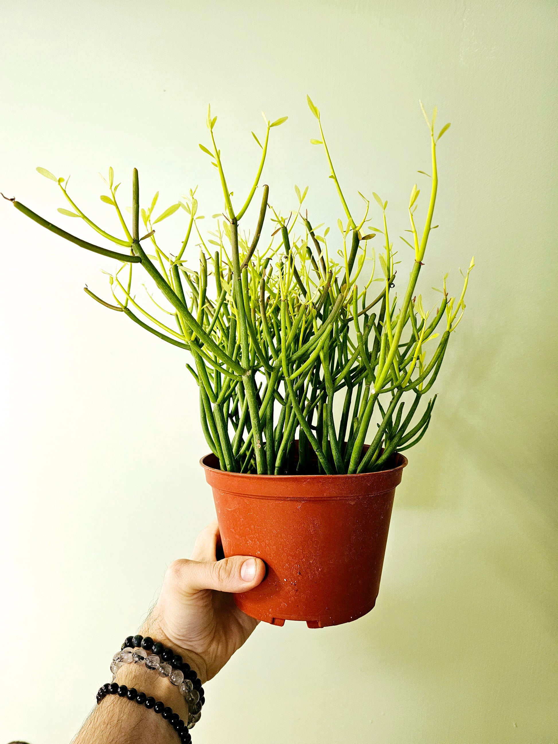 fire stick pencil cactus Euphorbia tirucalli "Fire Sticks/Pencil Cactus" 6" – Quartz Botanicals