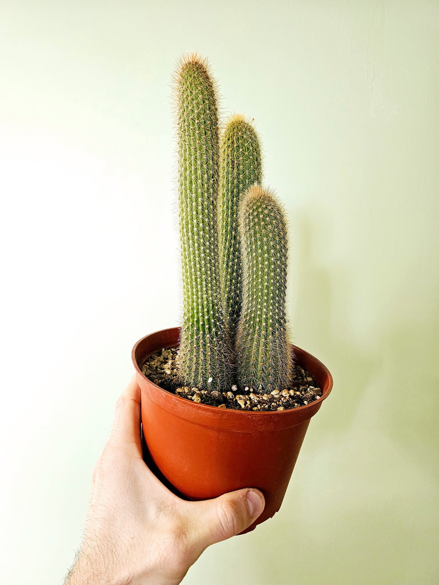 Trichocereus spachianus "Golden Torch Cactus" 6"