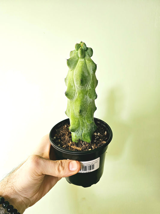 Myrtillocactus geometrizans Fukurokuryuzinboku "Boobie Cactus" 4"