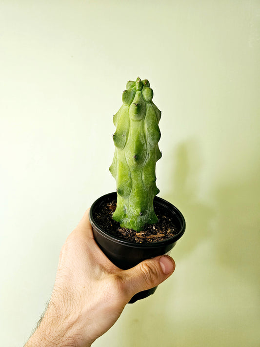 Myrtillocactus geometrizans Fukurokuryuzinboku "Boobie Cactus" 4"